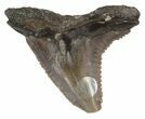 Large Fossil Hemipristis Shark Tooth - Maryland #42497-1